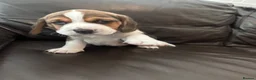 Beagle dogs for sale: Beautiful Beagles(ready now) - Advert 24