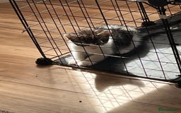 Mixed Breed cats for sale: 4 cute bundles of joy  - Image 17