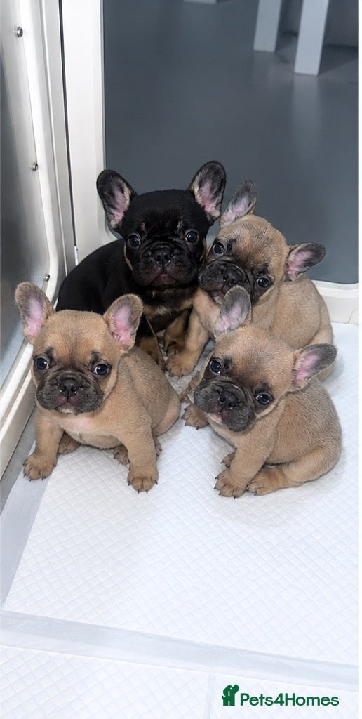 French Bulldog dogs French Bulldogs (healthy & friendly B&G litter)🐶 - Advert 4