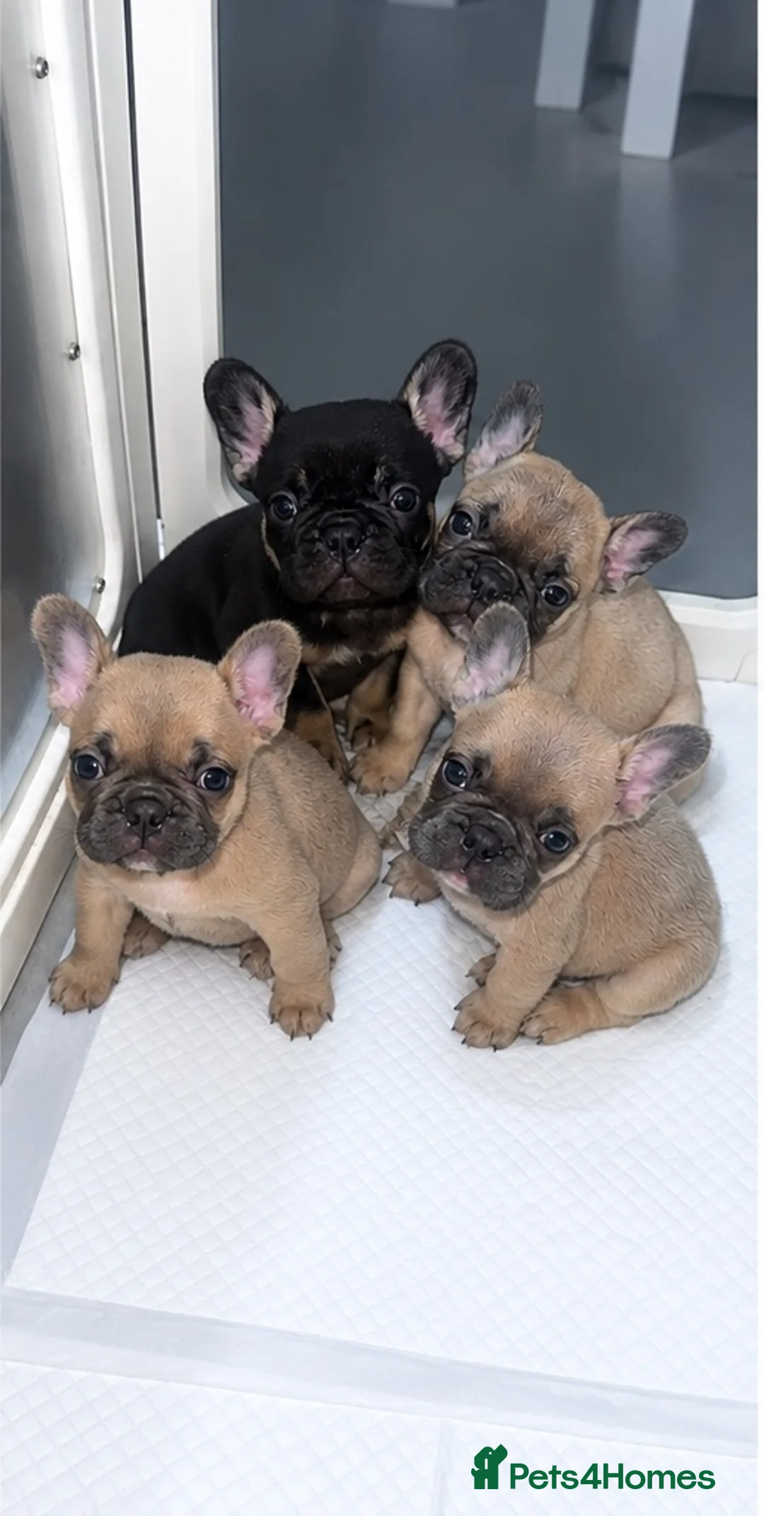 French Bulldog dogs for sale: French Bulldogs (healthy & friendly B&G litter)🐶 - Advert 1