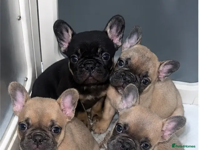 French Bulldog dogs for sale: French Bulldogs (healthy & friendly B&G litter)🐶 - Advert 8