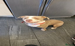 American Bully dogs for sale: BEAUTIFUL BOY DIESEL - Image 1