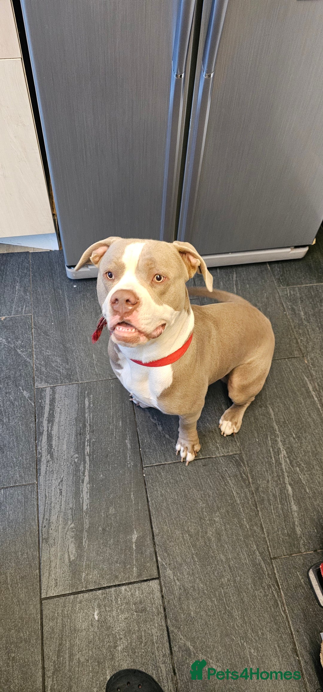 American Bully dogs for sale: BEAUTIFUL BOY DIESEL - Image 1