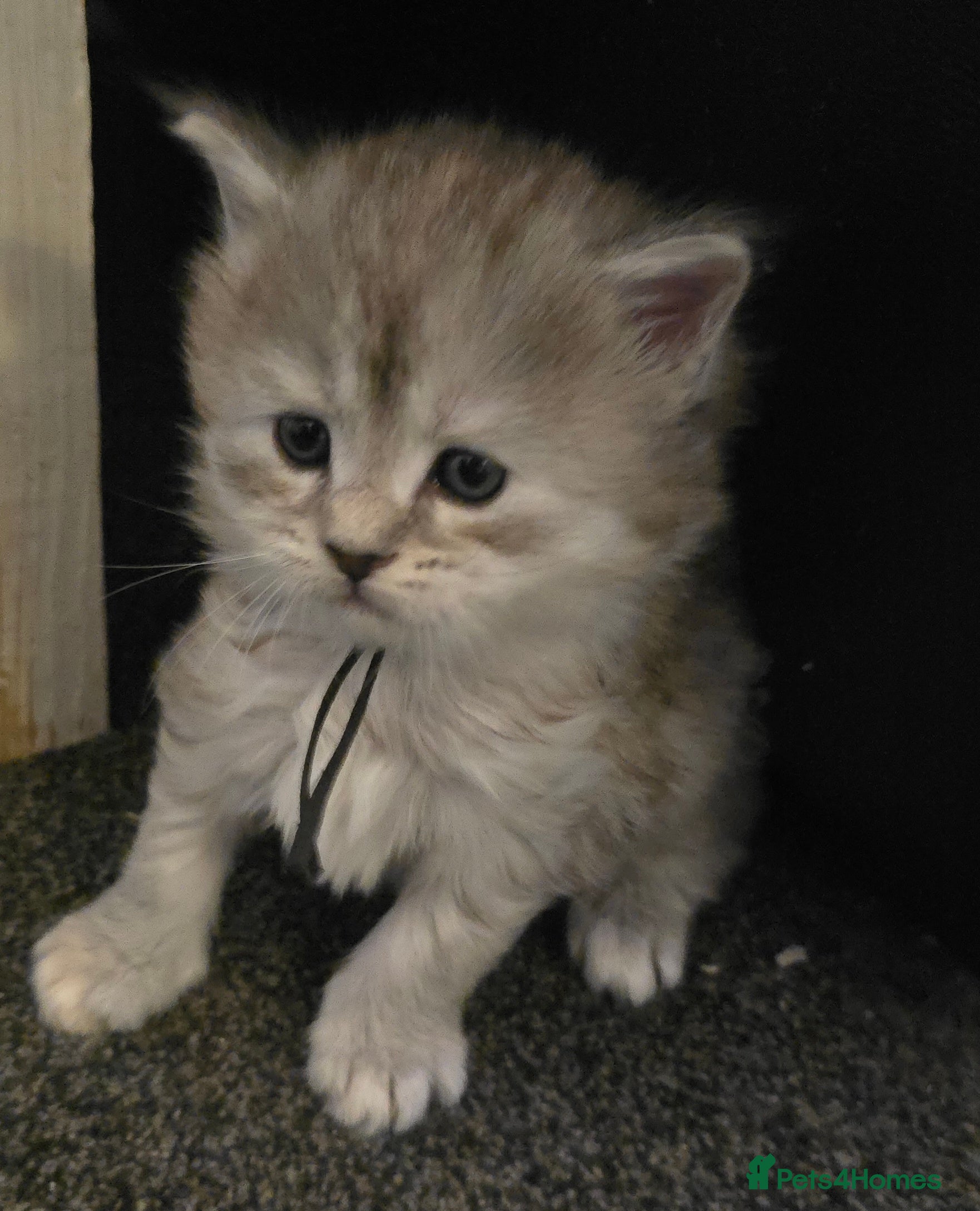 Maine Coon cats Chunky TICA registered Maine Coon Kittens - Advert 4