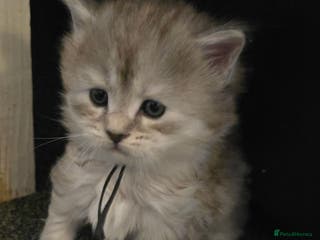 Maine Coon cats Chunky TICA registered Maine Coon Kittens - Advert 4