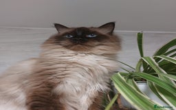 Ragdoll cats for stud: GCCF Active Register Seal Point Awesome Ragdoll in Luton - Image 1