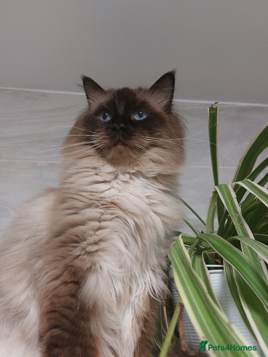 Ragdoll cats for stud: GCCF Active Register Seal Point Awesome Ragdoll in Luton - Image 1