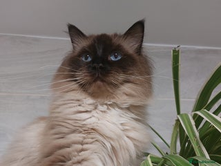 Ragdoll cats in Luton - Advert 1