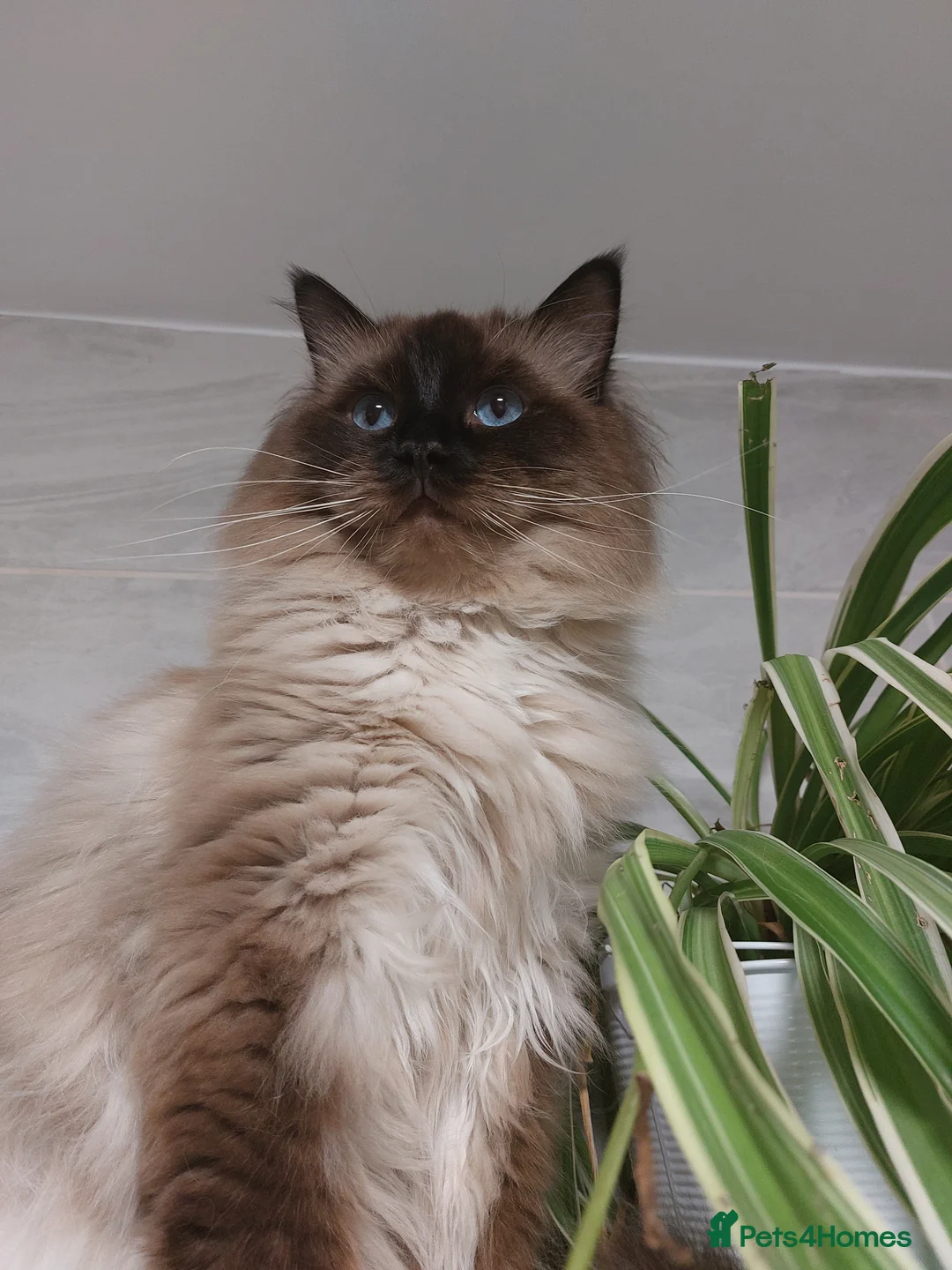 Ragdoll cats for stud: GCCF Active Register Seal Point Awesome Ragdoll in Luton - Advert 1