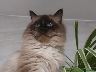 Ragdoll cats GCCF Active Register Seal Point Awesome Ragdoll in Luton - Advert 17