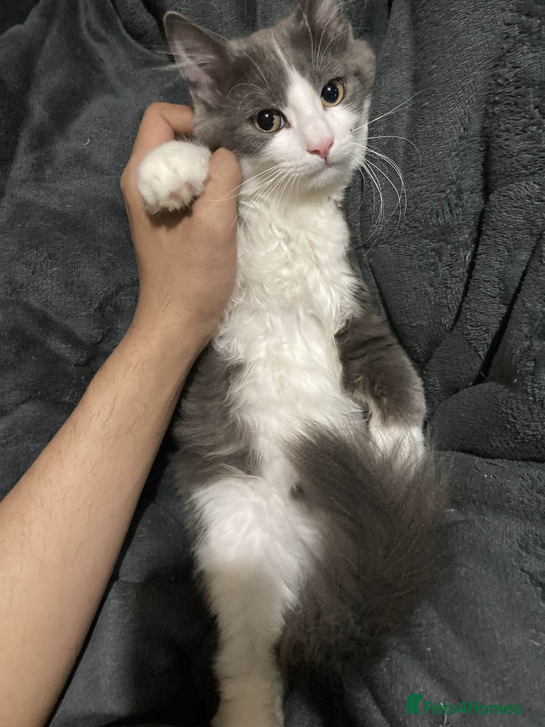 British Longhair cats for sale: british long hair  - Image 9