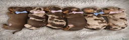 Miniature Dachshund dogs for sale: ✨ Beautiful Litter of Miniature Dachshunds ✨ - Advert 3