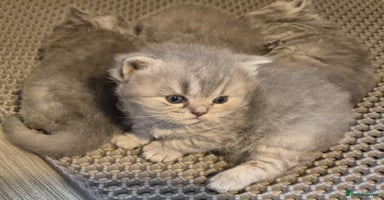 Maine Coon cats - Advert 1