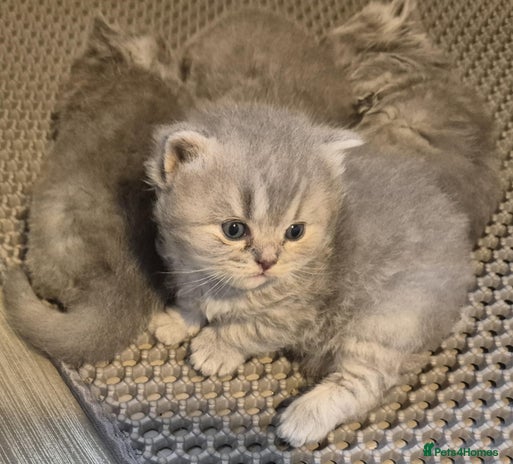 Maine Coon cats - Advert 2