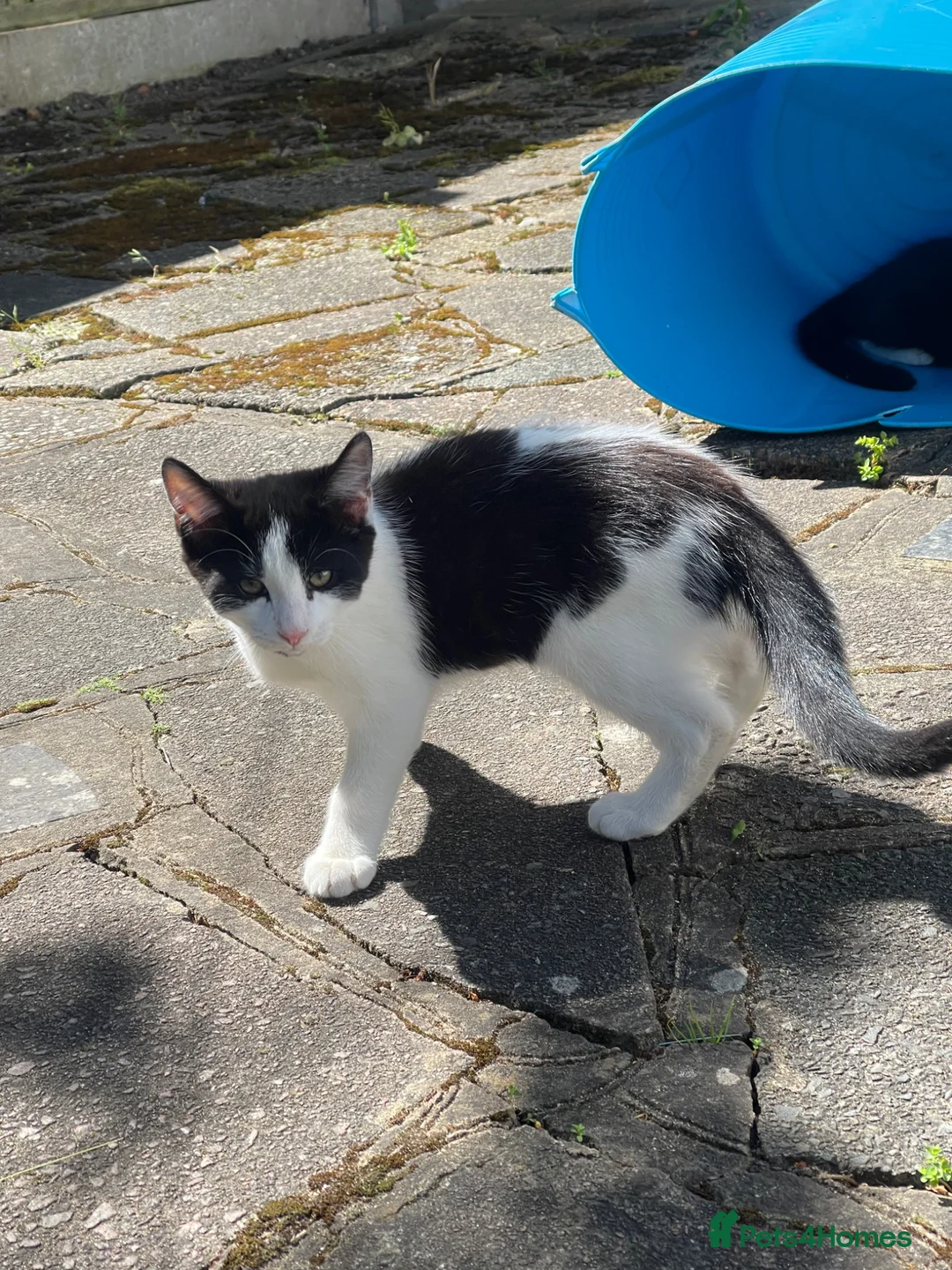 Mixed Breed cats for sale: 3 adorable kitten ready to go  - Advert 2