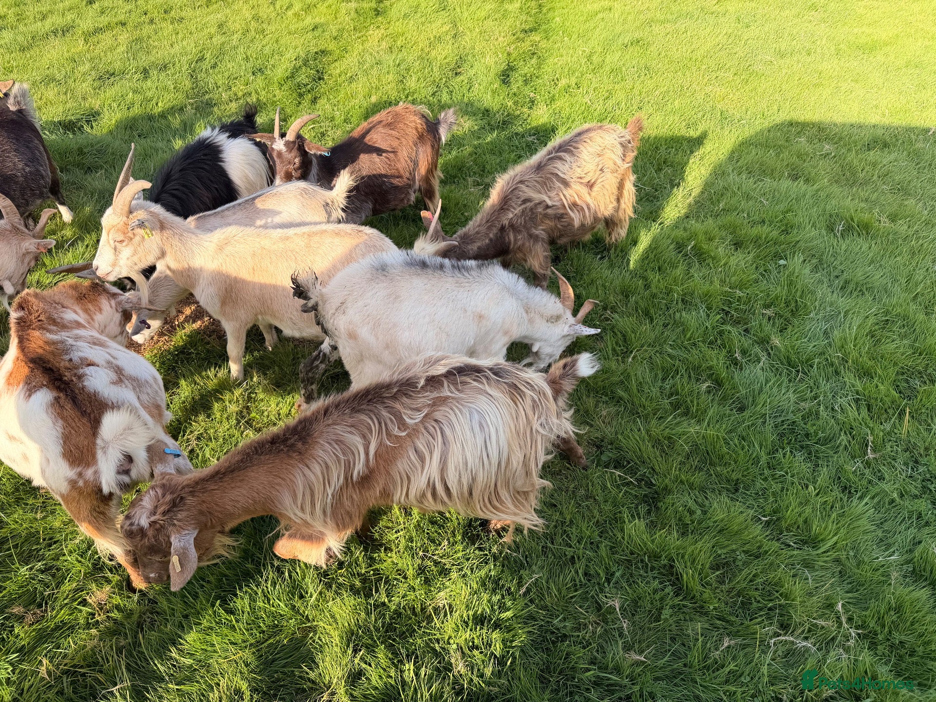 Goats livestock Pygmy Goats  - Advert 17