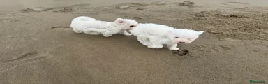 Bichon Frise 4