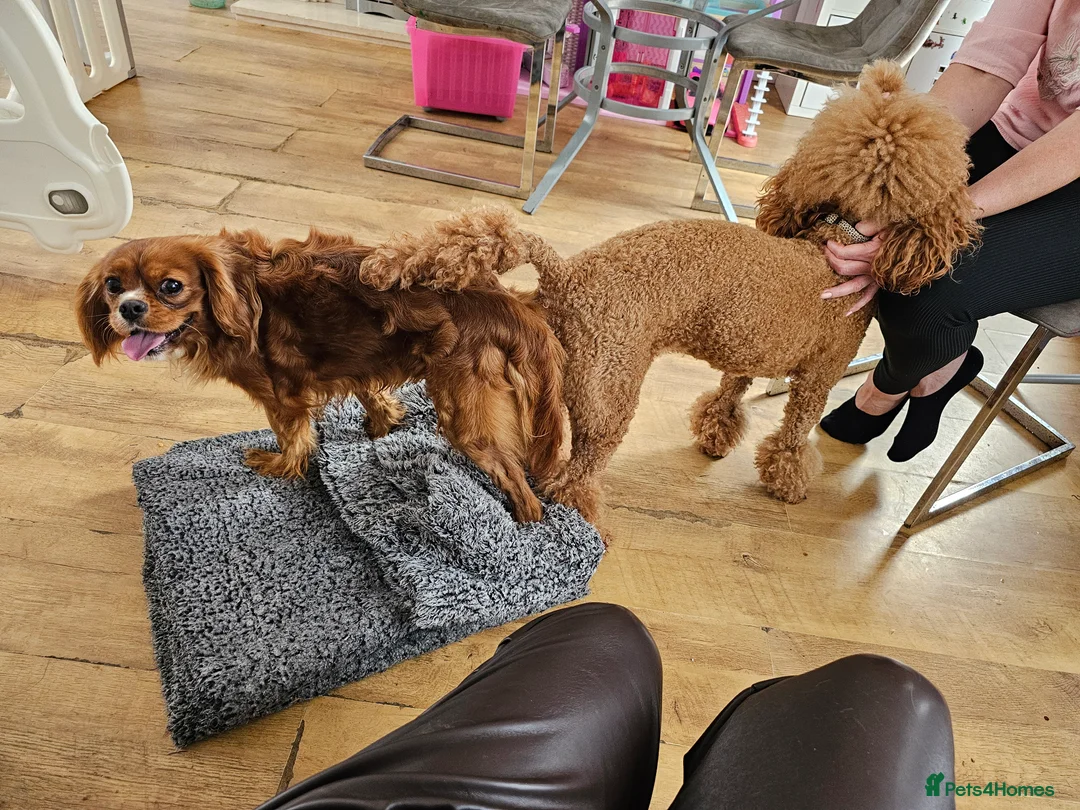 Cavalier King Charles Spaniel dogs for stud:  HEALTH TESTED kc cavalier king charles for stud  in Bedford - Advert 20