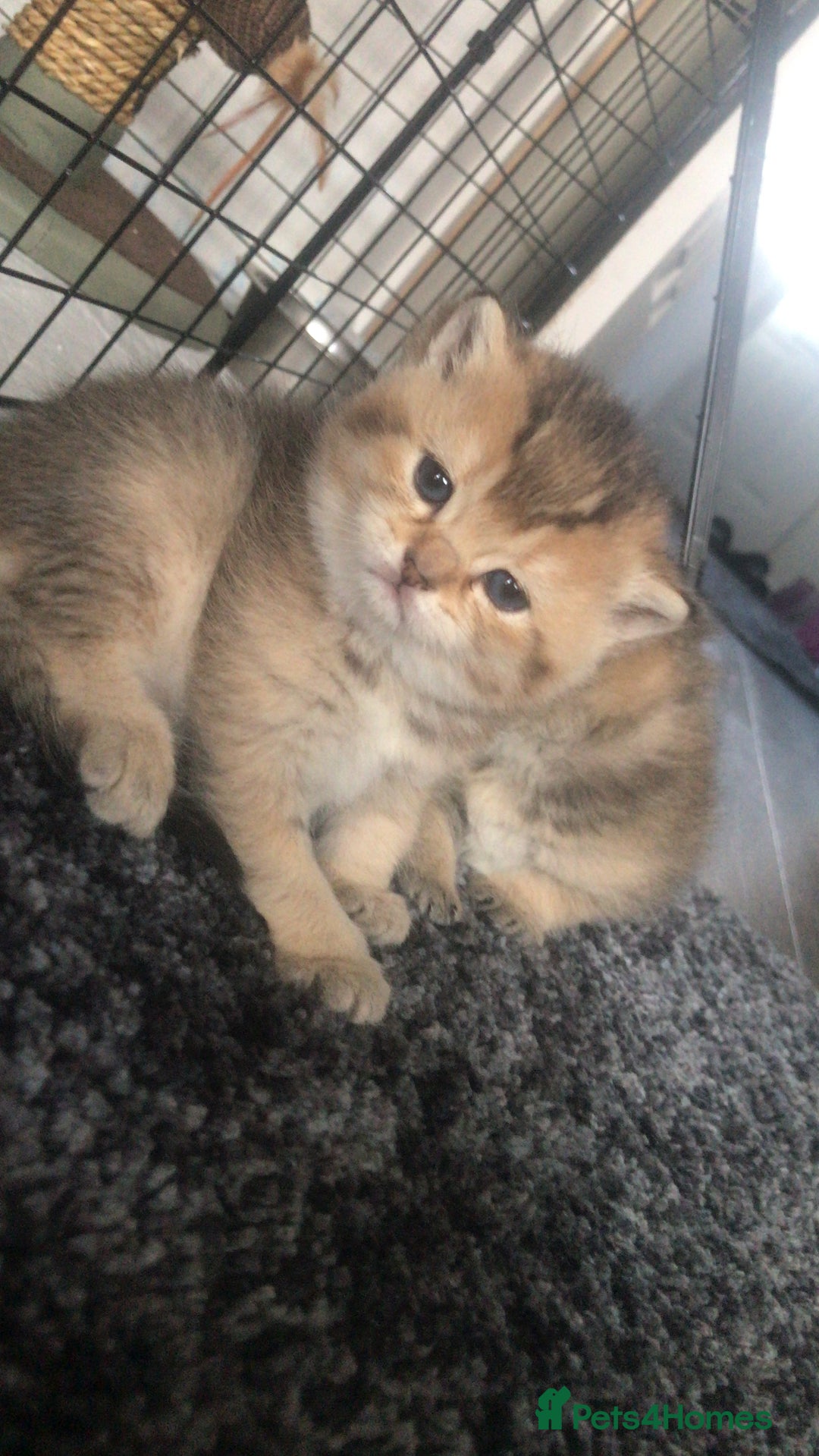 British Shorthair cats for sale: Beautiful golden shaded/ticked kittens - Image 9