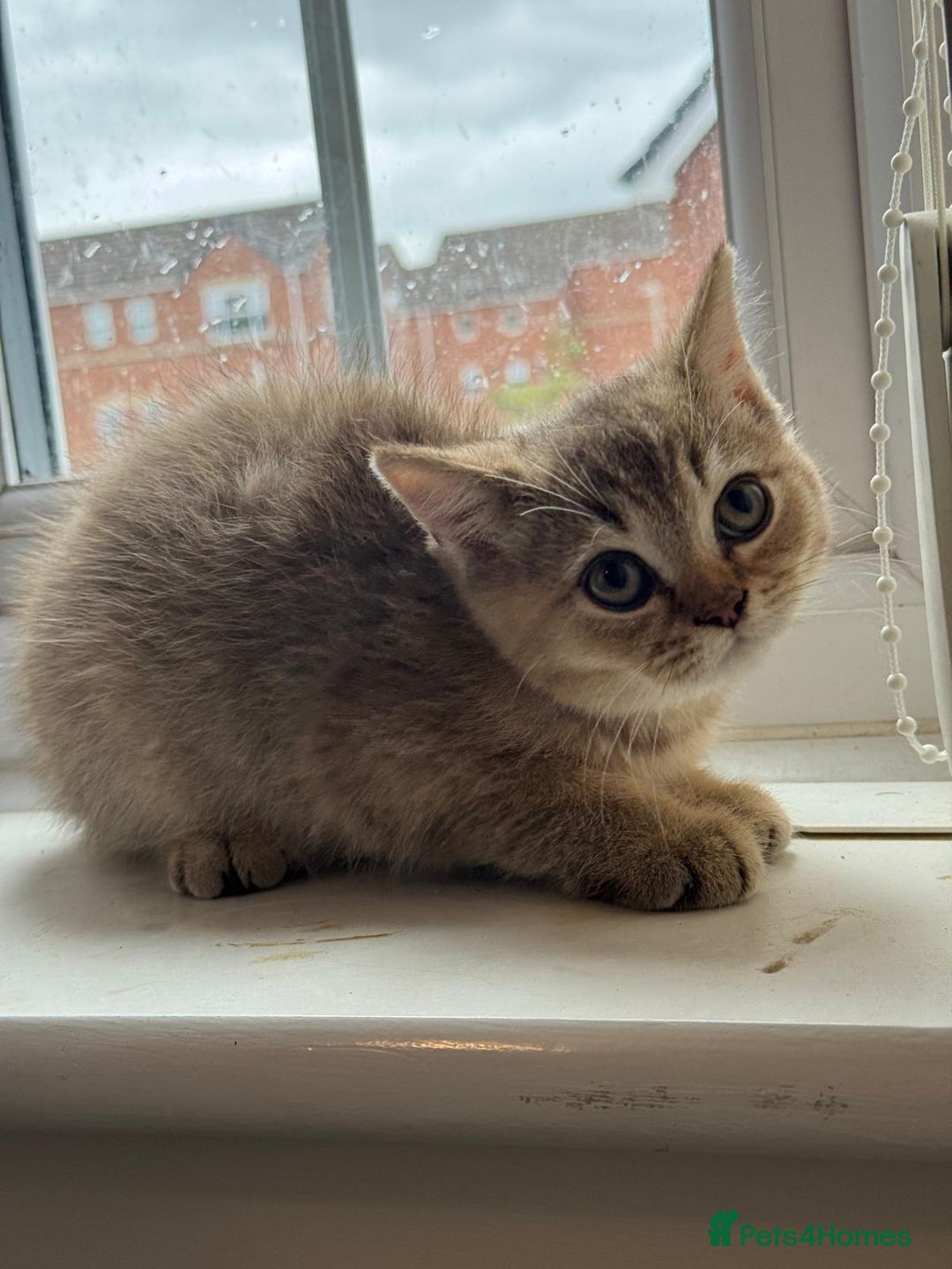 British Shorthair cats for sale: 2 Female and 1 Male Kitten Looking for  Home 🐱✨ - Image 6