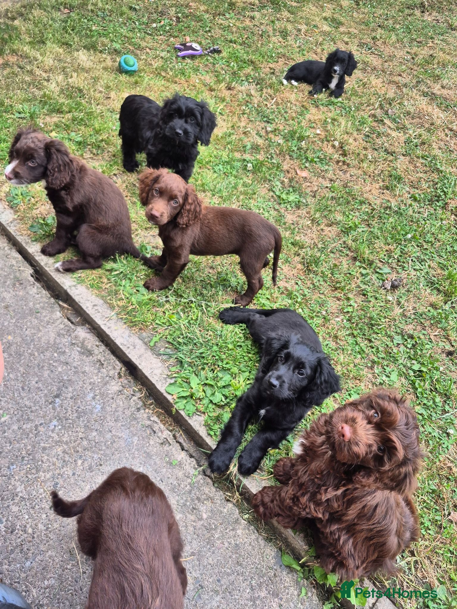 Cockapoo dogs Cockapoo puppies - Advert 2