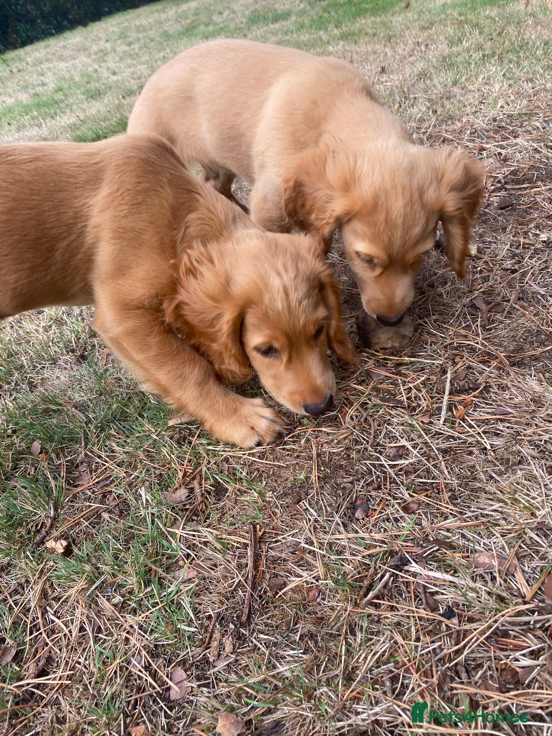 Cocker Spaniel dogs for sale: Stunning Working Cocker Spaniel Puppies - Image 9