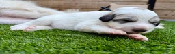 Pyrenean Mountain Dog dogs for sale: ONLY 1 Pyrenean Mountain Dog Puppies left 💙💛💙💛 - Advert 30