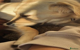 Golden Retriever dogs for sale: 7 month old Puppy looking for a Special Home  - Image 8