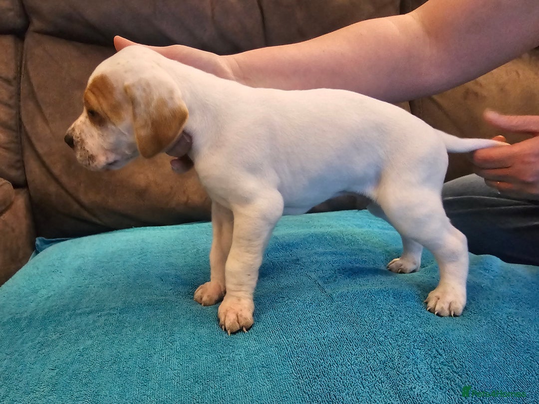 Pointer dogs for sale: Quality Pointer Puppies - Advert 4