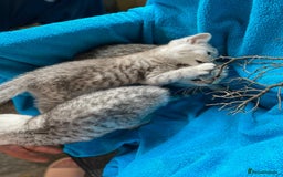 British Shorthair cats for sale: Pedigree silver spotted kittens - Image 6