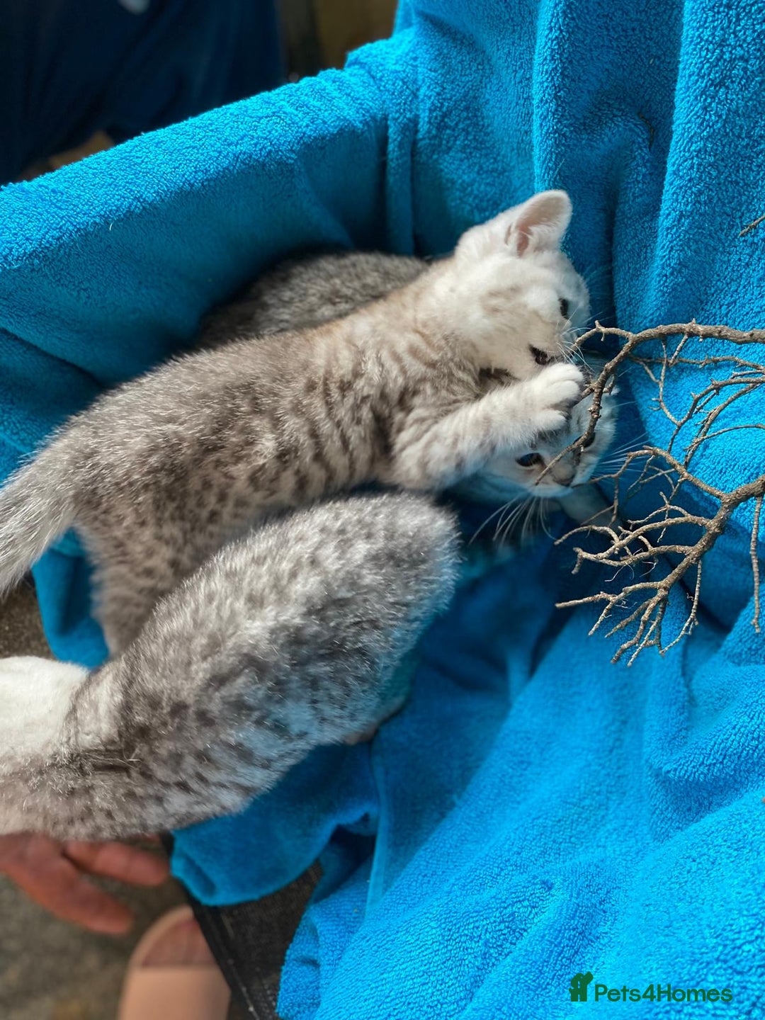 British Shorthair cats for sale: Pedigree silver spotted kittens - Image 6