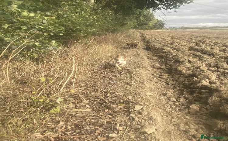 Cocker Spaniel dogs - Advert 1