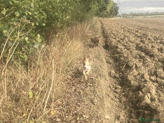 Cocker Spaniel dogs - Advert 1