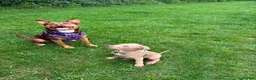 American Bull Staffy dogs for sale: Ronnie - Advert 5