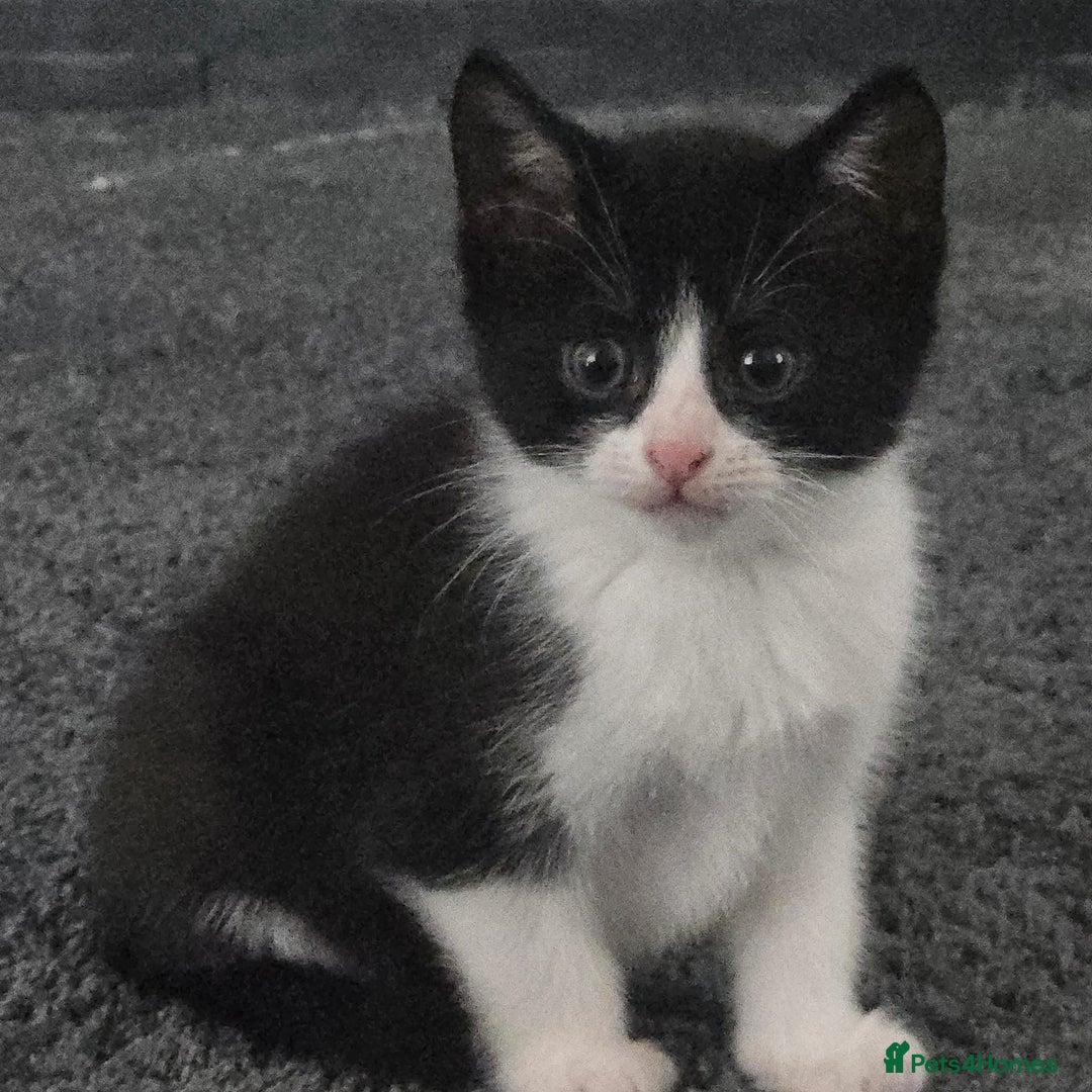 Mixed Breed cats for sale: Kittens for sale - Advert 3