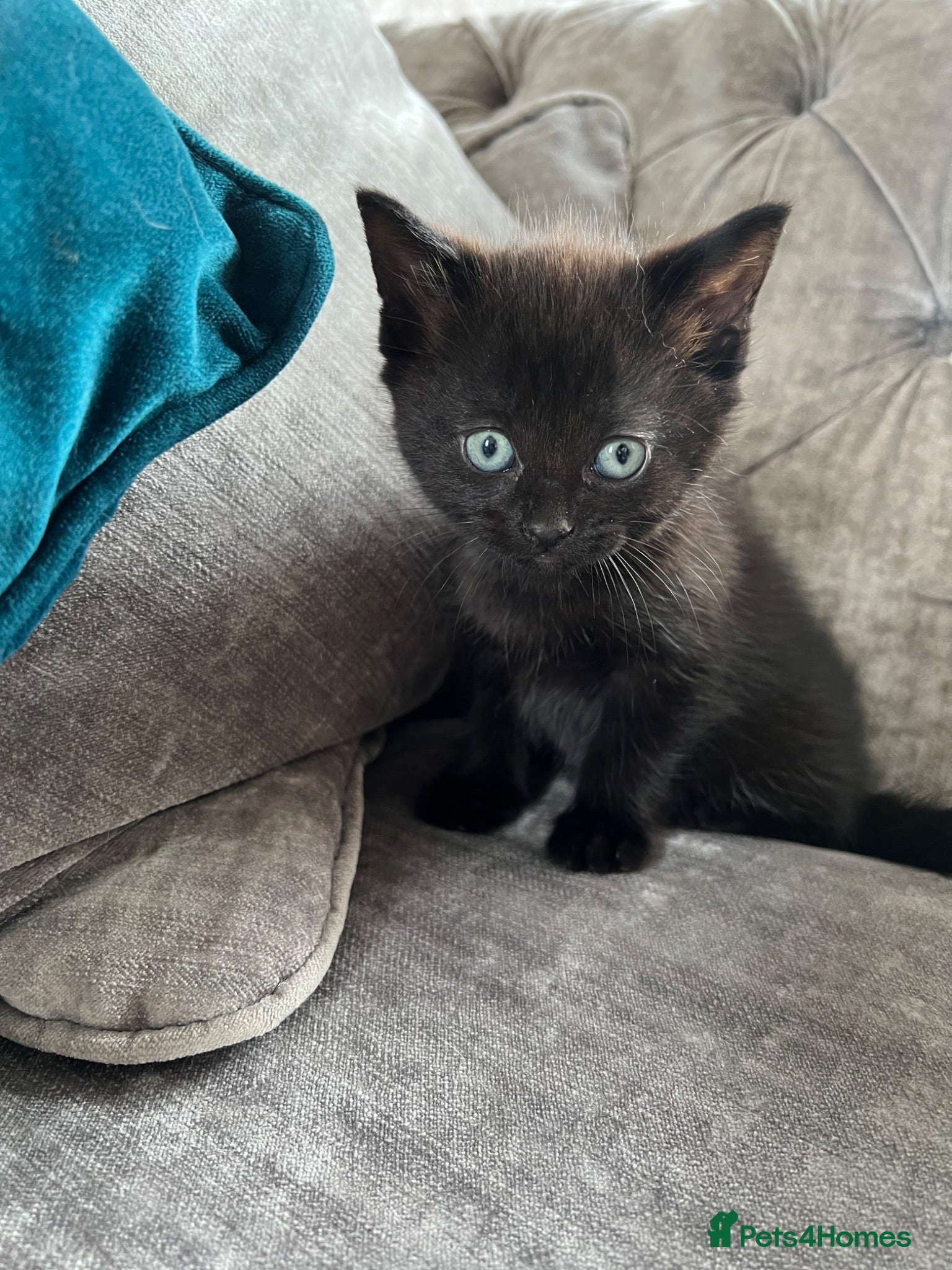 Mixed Breed cats 2 Gorgeous Female Kittens  - Advert 9