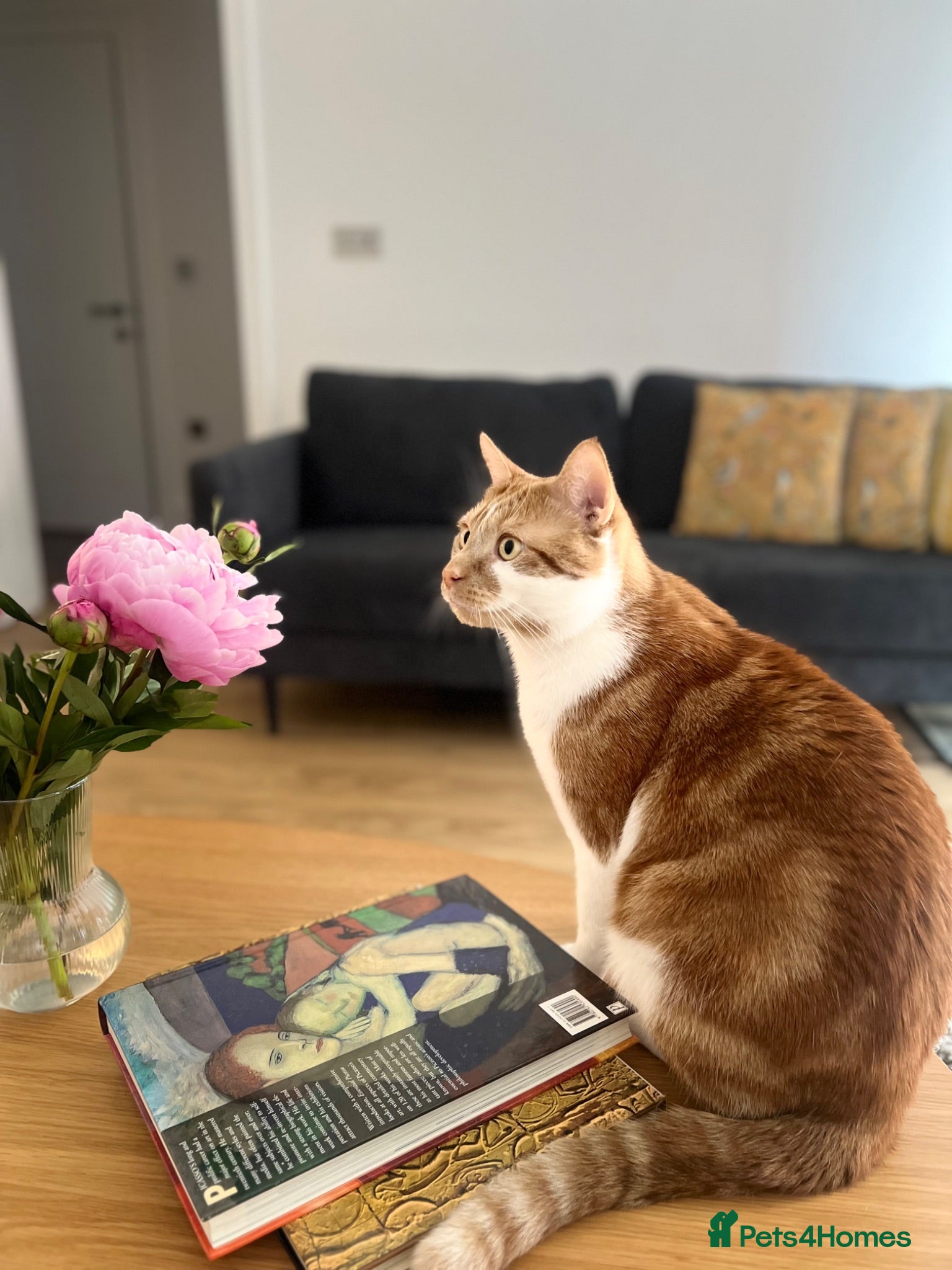 Domestic Shorthair cats     Friendly 2-Year-Old Male Cat for Adoption - Advert 3