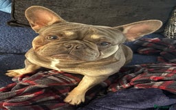 French Bulldog dogs for sale: French bulldog  - Image 3