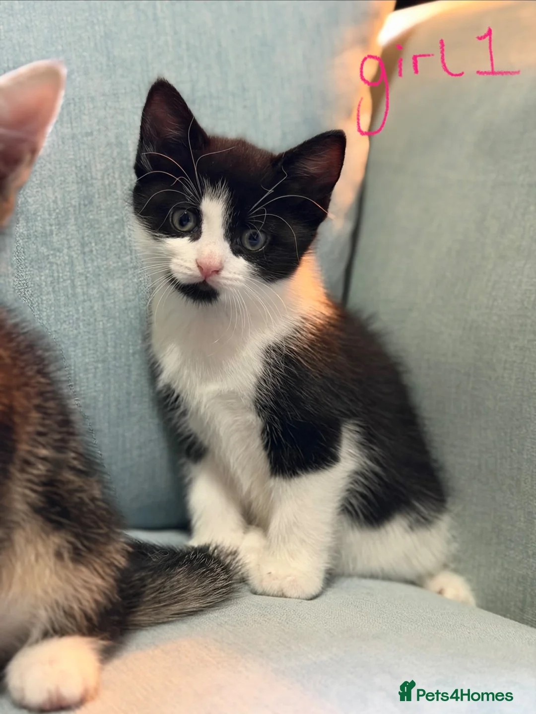 Domestic Shorthair cats for sale: Kittens for sale  in Sunderland - Advert 2