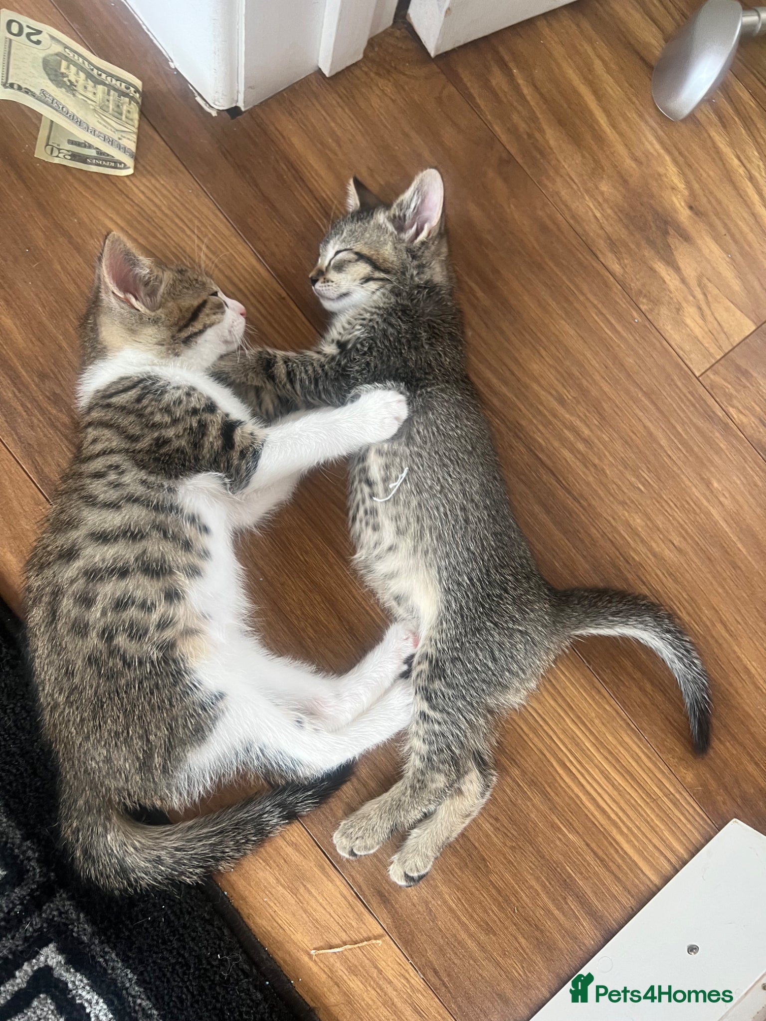 Mixed Breed cats Adorable bengal mixed kittens - Advert 2