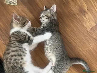 Mixed Breed cats Adorable bengal mixed kittens - Advert 2