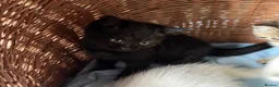 British Shorthair cats for sale: Beautiful Pedigree British Shorthair Kittens in Rochester - Advert 19