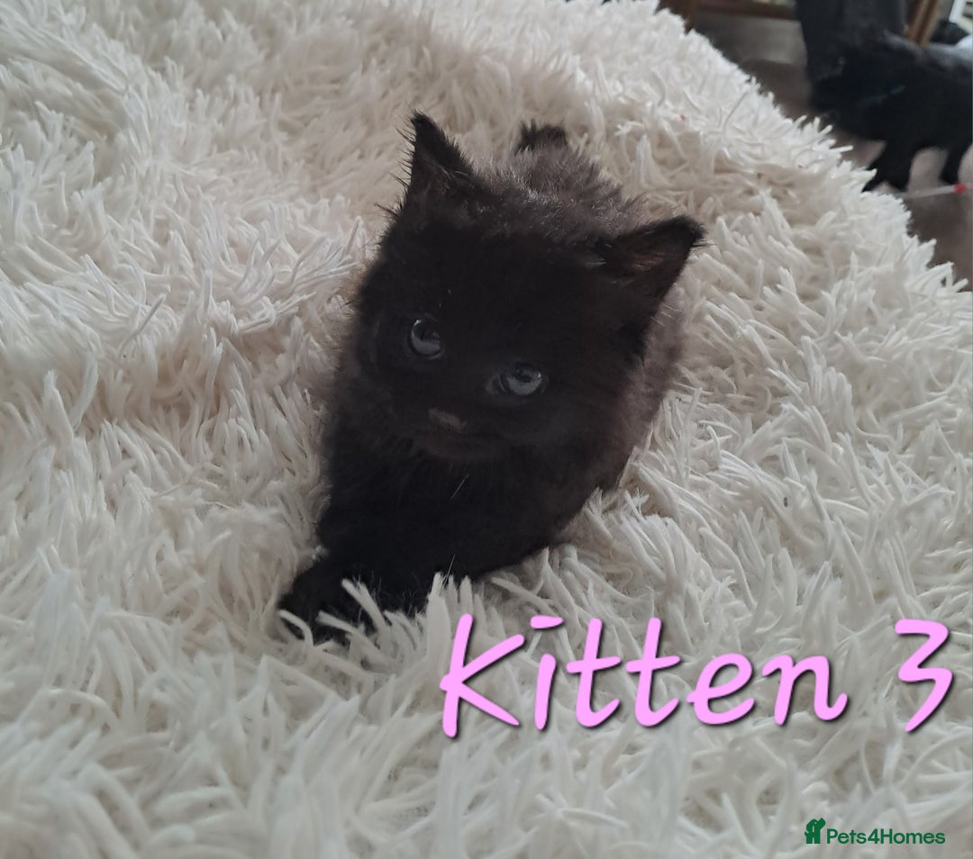 Mixed Breed cats for sale: 4 Stunning kittens for sale - Image 14
