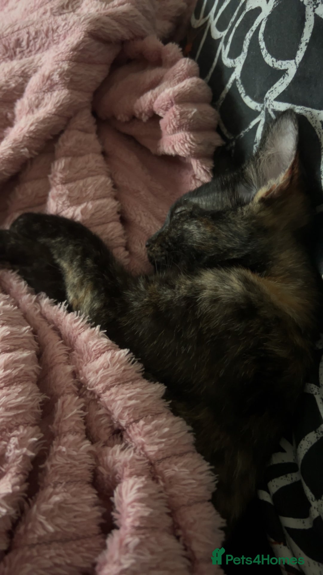 Ragdoll cats for sale: Kitten Ragdoll/ British shorthair - Advert 5