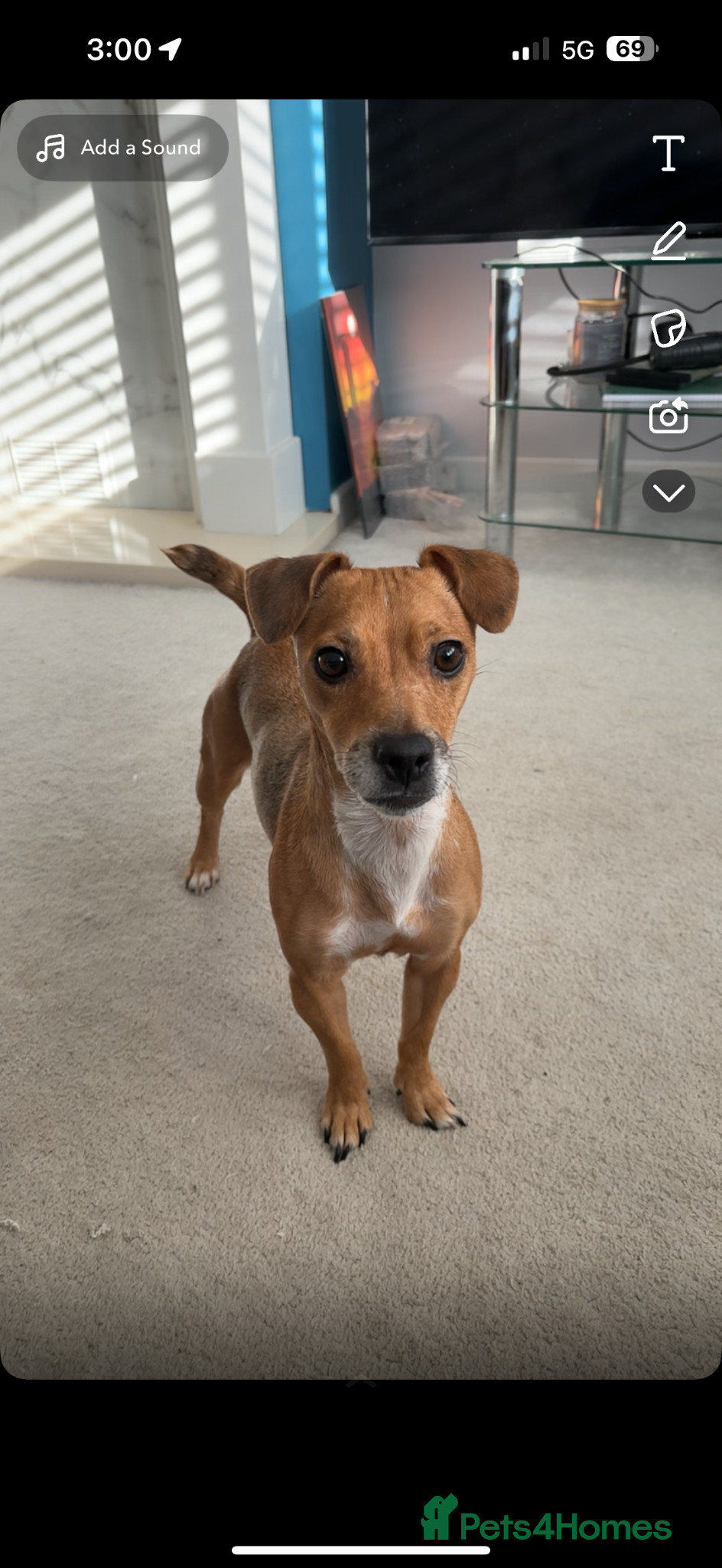 Jack Russell dogs Lola, Jack russell - Advert 1