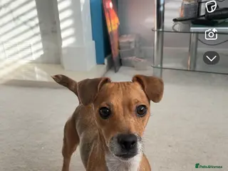 Jack Russell dogs Lola, Jack russell - Advert 1