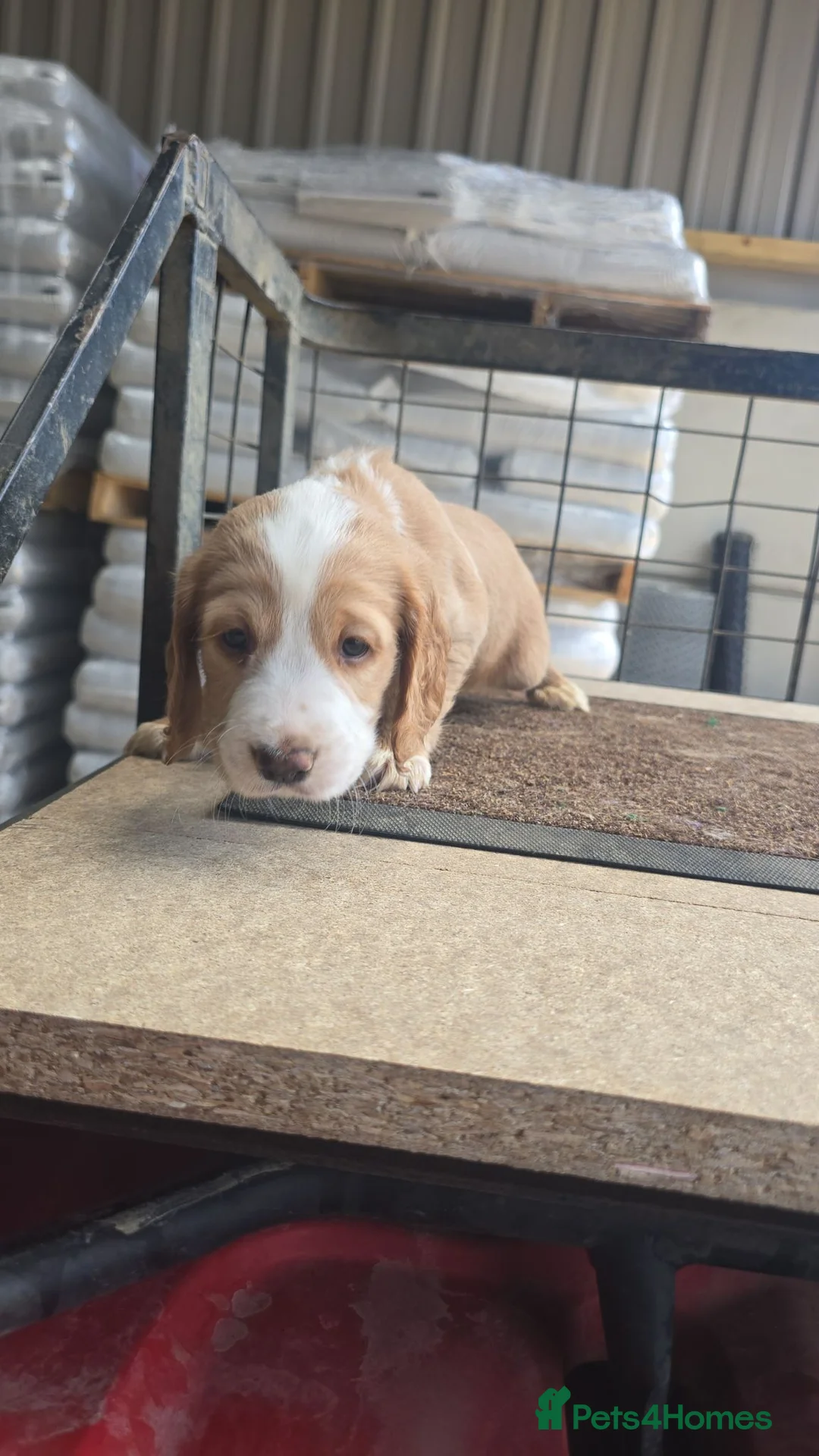 Cocker Spaniel dogs for sale: KC Lemon Roan Cocker Spaniel pups - Advert 12