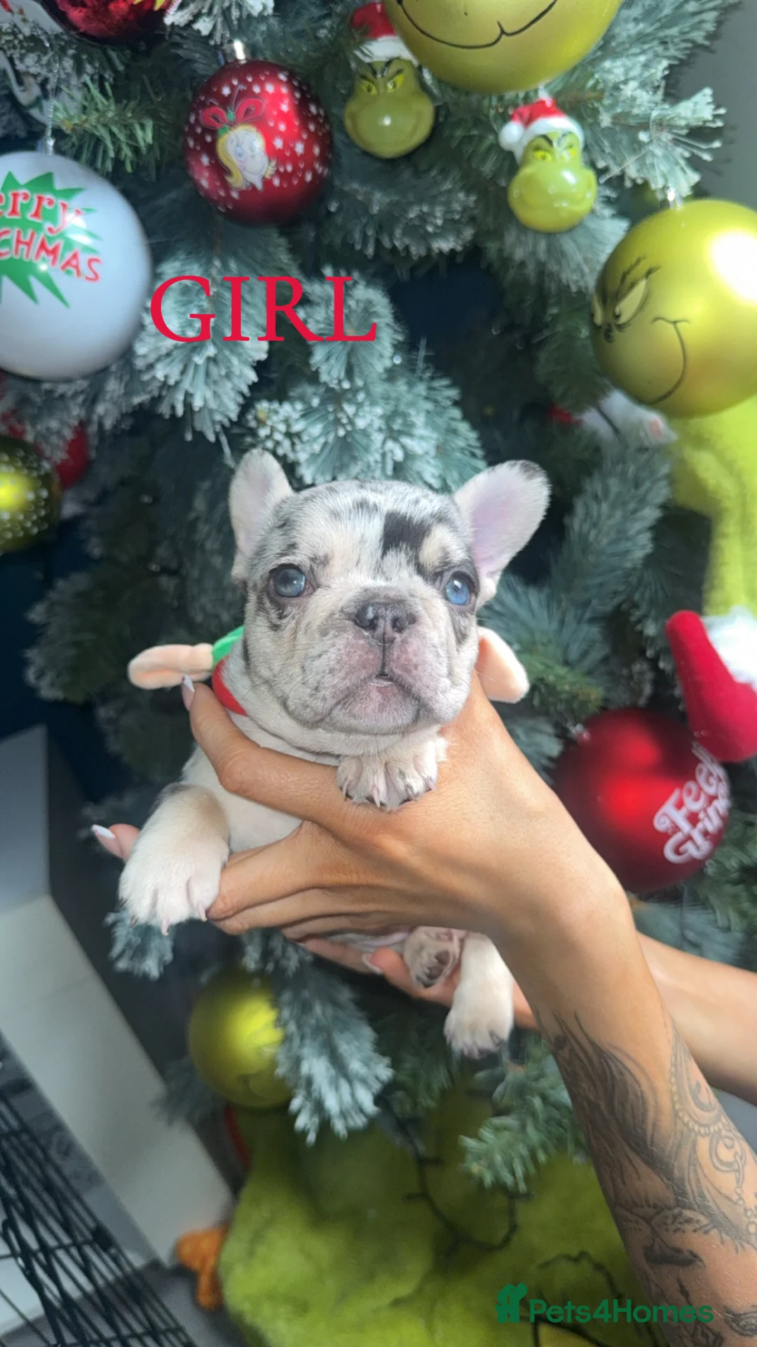 French Bulldog dogs for sale: ✨PRICE DROP!🐾3 Beautiful French Bulldog Puppies🐾 - Advert 6