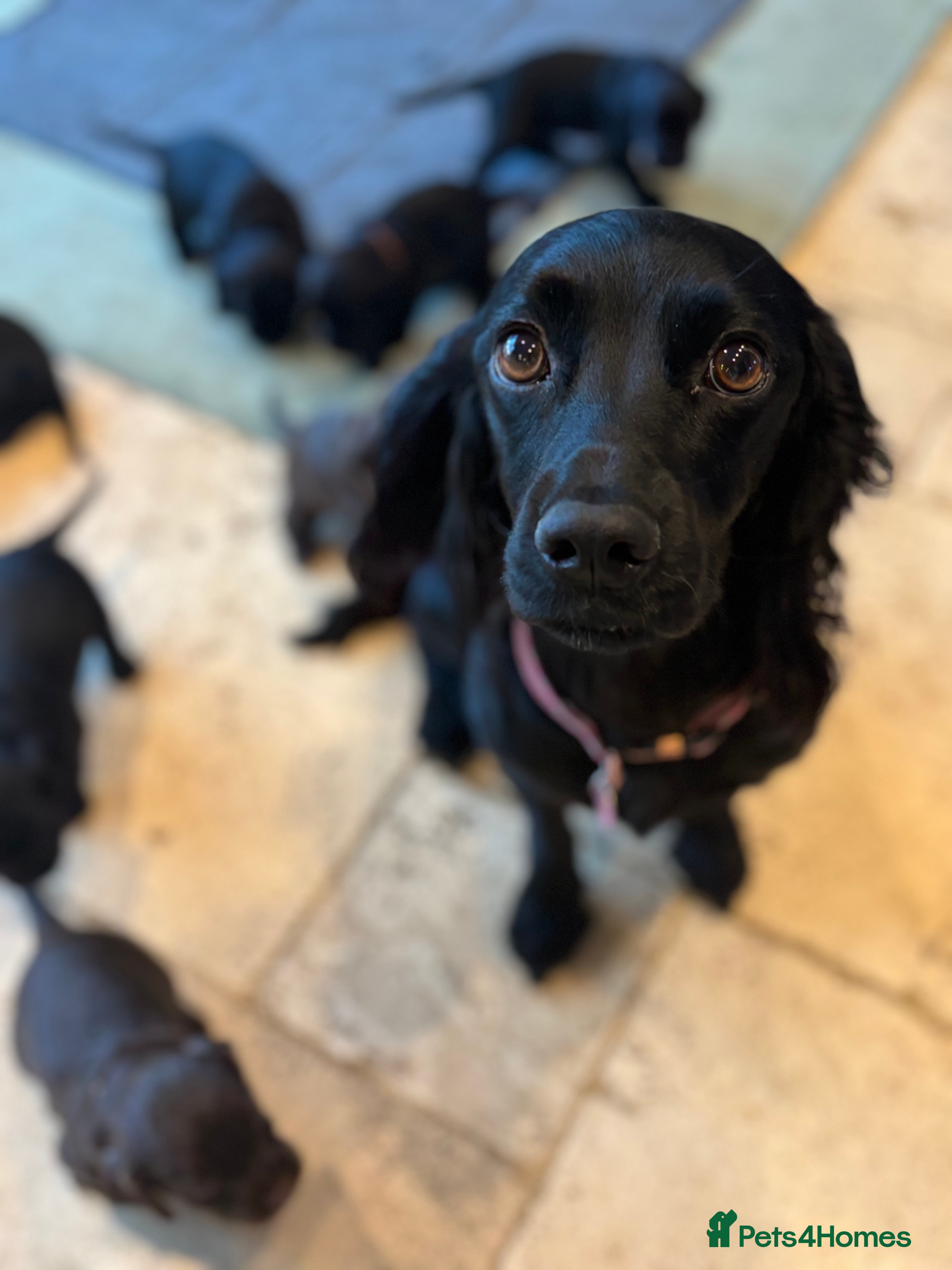 Cocker Spaniel dogs Working Cocker Spaniel Puppies - Advert 6