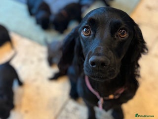 Cocker Spaniel dogs Working Cocker Spaniel Puppies - Advert 1